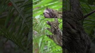 Real Sloth Sounds l High Quality l Cute Sloth Sound Experience l 4K shorts [upl. by Anoed]