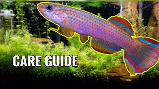 STOP RedStriped Killifish Care  Aphyosemion striatum [upl. by Navi]