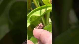 🦋Pretty eyes of the bronzed cutworm moth moths and evening primrose🌝nature naturelovers moths [upl. by Aloz596]