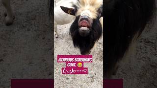 Hilarious Screaming Goat funny goats scream meme shorts 2delab2 laugh funnyanimals [upl. by Tamma]