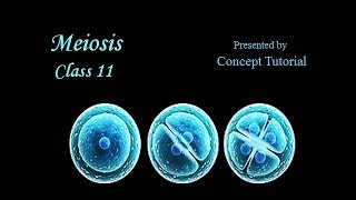 Meiosis  Cell Cycle amp Cell Division Part 3  Biology Class 11NEET [upl. by Nnaael]