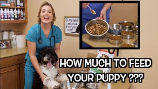 How much food to feed your puppy  Veterinary Approved [upl. by Nnylatsirk462]