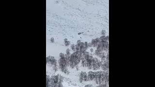 Video reveals shocking aerial bear hunt in Kamchatka Russia [upl. by Feliza]