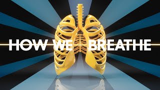 What Makes You BREATHE RESPIRATORY SYSTEM WORKING sciencebiology facts neet respiratorysystem [upl. by Sylvie691]