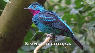 Birds of the World  12  Spangled Cotinga  Cotinga cayana [upl. by Assitruc]