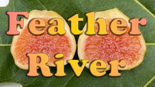 Fig Variety Review Feather River uncaprified [upl. by Hgielanna608]