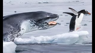 Leopard Seal vs Penguin Miraculous Antarctic Escape [upl. by Abbot361]