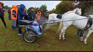 Amazing Day at Ballinasloe Horse Fair [upl. by Margi]