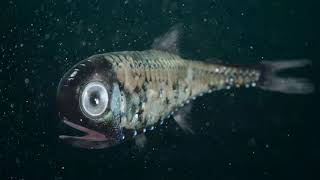 LanternFish Deep Sea Creature Monster Under The Water Alien Looking shorts Video [upl. by Nohsauq]