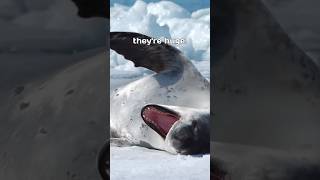 Leopard seal is the second largest species of seal in the Antarctic leopardseal seal wildlife [upl. by Nnyleahs750]