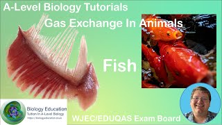 Gas Exchange in Fish Tutorial AS Biology WJEC EDUQAS [upl. by Akedijn]