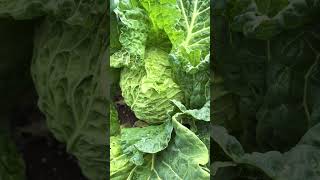 cabbage savoy vegetables nature garden veggies [upl. by Sorenson]