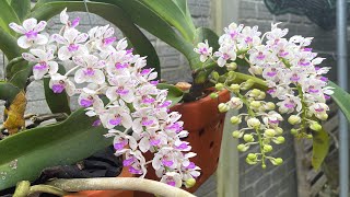 Làm phân vỏ chuối bón cho hoa lan  How to make orchid manure from banana peels [upl. by Fleisig]