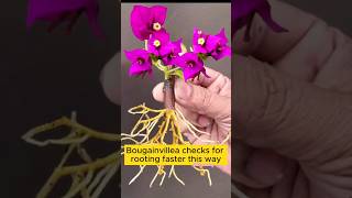 How To Propagate Bougainvillea Plant from cuttingspropagation bougainvillea shorts gardening [upl. by Nosak]