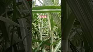 11015sugarcane varietyfarming viral video short [upl. by Calbert]