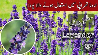 Introduction of English lavender  Lavandula angustifolia  true lavender  garden lavender [upl. by Snoddy]