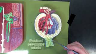 3 Part Kidney Model Part 3 – The Renal Corpuscle [upl. by Malo]