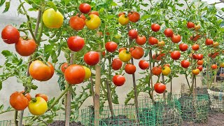 No need to buy tomatoes anymore Here is the Tomato Growing Solution for your family [upl. by Navar]