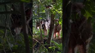 Perros 🐕 muy enojados ladrando cuidando una finca [upl. by Hamish]