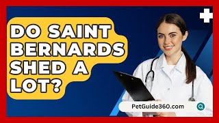 Do Saint Bernards Shed a Lot  PetGuide360com [upl. by Modern]