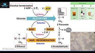 Alcoholic Fermentation [upl. by Ailemap308]