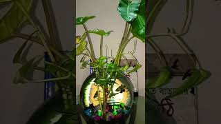 Gaming Fishs🐠 aquariumfish tigerfish love moneyplant colourfulstone shortvideo mycapture [upl. by Lattonia]