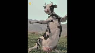 The Super Grass That Makes Animals Stronger facts shorts animals [upl. by Eelrac]