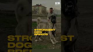 Strongest Dog Breeds shots kangal canecorso frenchmastiffs [upl. by Aitnas]