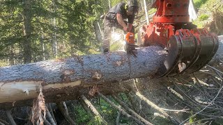 🌲DIESEL POWER amp MANPOWER 🌲 Chainsaw 500i amp Shovel Logging [upl. by Lexerd]