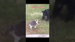 Cat vs bear… [upl. by Birkett639]