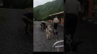 Dog sled team getting ready Juneau Alaska [upl. by Aseret]