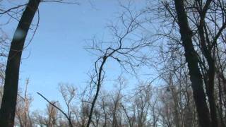 Duck Hunting Flooded Timber at Mallard Farms in Missouri [upl. by Shaddock]