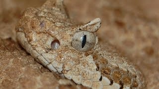 Sidewinder  Crotalus cerastes [upl. by Tadich151]