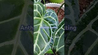 How to repot Anthurium crystallinum trending viralvideo short youtubeshorts [upl. by Edras]