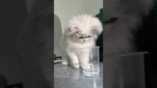 funny cute cats and dogs❤❤❤ viral funnyvideo trending funny reels [upl. by Havener154]