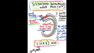 Schistosoma haematobium Adult Male [upl. by Ymmij]