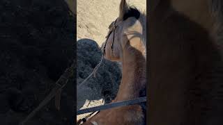 Slow work day horsegirls horse cowgirl cowgirls horseriding [upl. by Yromas793]