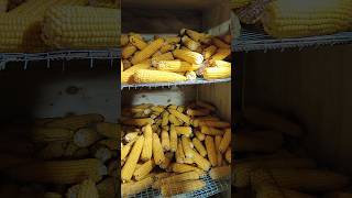 Сушим кукурузу🌽 [upl. by Yrrehc]