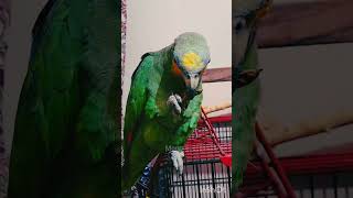 eating peanut amazonparrot birds cute parrotparadise parrot [upl. by Nnayelhsa]