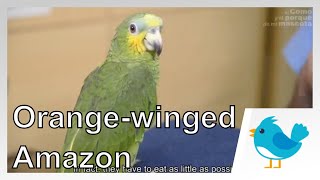 🐦 BIRDS Everything you should know about Orangewinged Amazon [upl. by Masao]