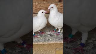 Pigeons Mating [upl. by Francklyn]