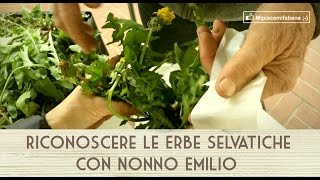 Riconoscere Le Erbe Selvatiche con Nonno Emilio [upl. by Anabel]