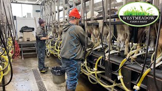 Goat milking  Westmeadow Farm and Dairy [upl. by Maillil]