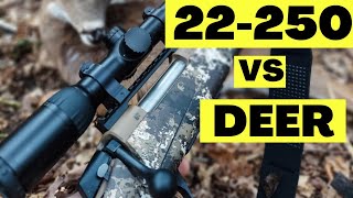 22250 vs Deer [upl. by Ynamrej124]