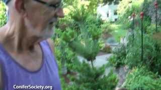 Table Garden featuring true miniature conifers American Conifer Society [upl. by Lissner]