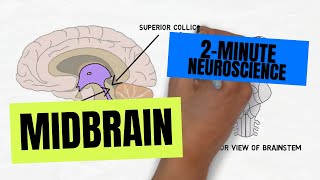 2Minute Neuroscience Midbrain [upl. by Lammaj991]