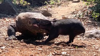 I was so afraid of the Komodo dragon that wild boar urine came out [upl. by Imre]