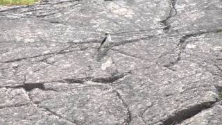 Wheatear on the ground vocalizing hopping taking off [upl. by Caril]