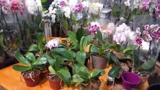 Will Your Phalaenopsis Orchid Bloom Again [upl. by Hey]