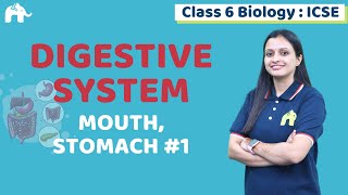 Digestive System Class 6 ICSE Biology Chapter 4  Selina  Mouth Stomach 1 [upl. by Idell]